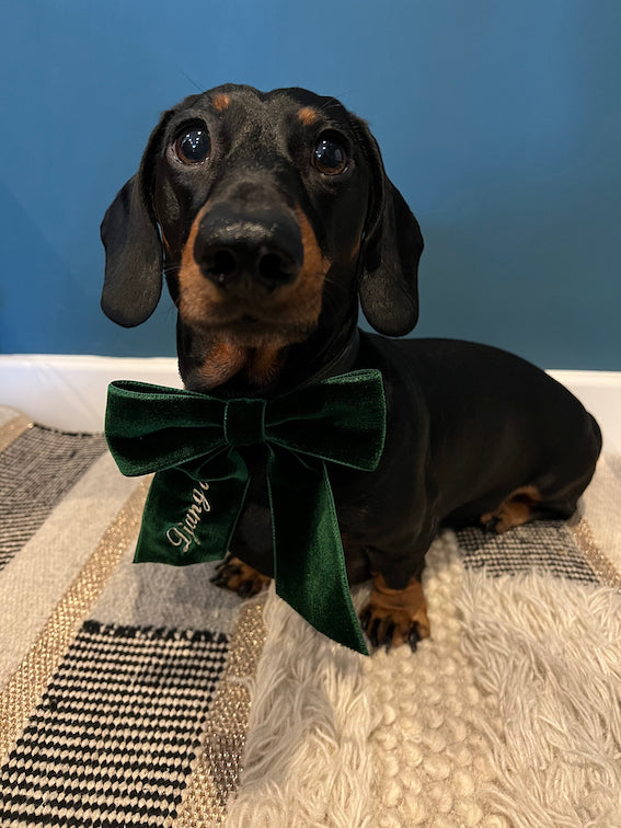 Personalised Velvet Dog Bow