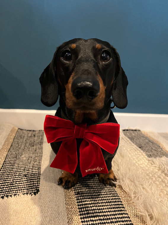 Personalised Velvet Dog Bow